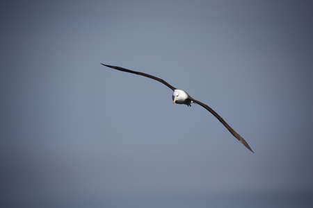 Black browed albatross gliding over the cliffsの写真素材