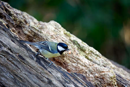 Great tit collecting nuts at a woodland feeding siteの写真素材