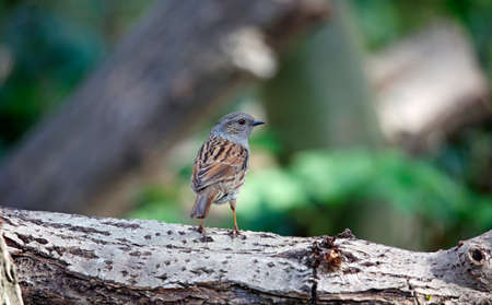 Dunnock perched on a log in the garden