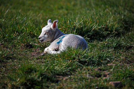 Newborn lamb in a grassy meadowの写真素材