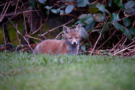 A family of urban fox cubs exploring the garden