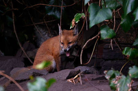 Fox cubs emerging from their den