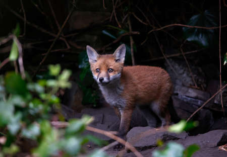 Fox cubs emerging from their denの写真素材