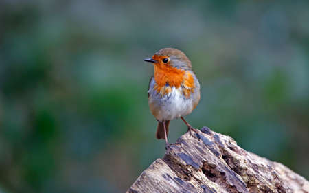 Eurasian robin perched on a logの写真素材