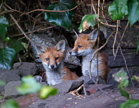 A family or urban fox cubs exploring the gardenの写真素材