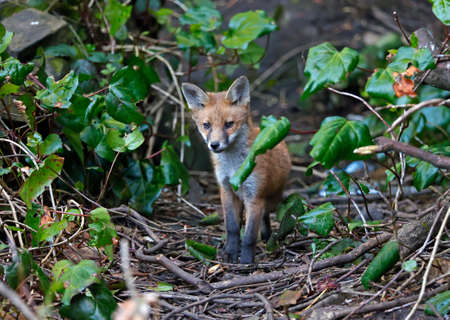 A family or urban fox cubs exploring the garden