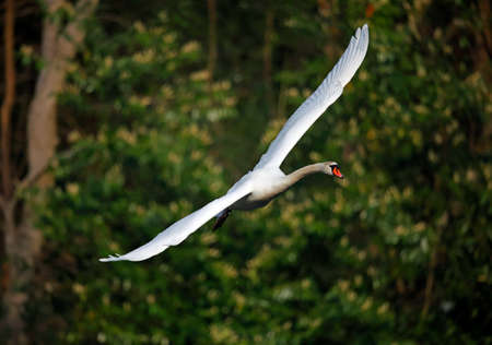 Mute swan preening on the lake