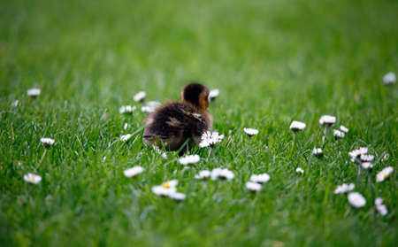Mallard duckling setting off to explore the local pondの写真素材