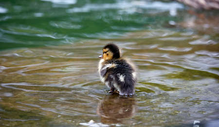 Mallard duckling setting off to explore the local pond