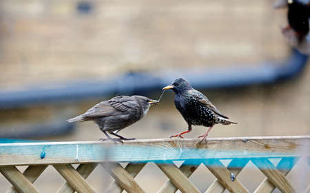 Adult starlings feeding their youngの写真素材