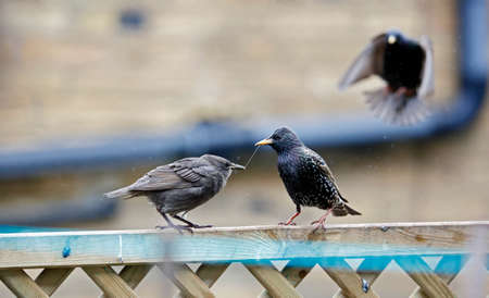 Adult starlings feeding their young