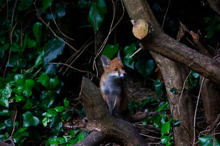 Urban fox cubs exploring the gardenの写真素材