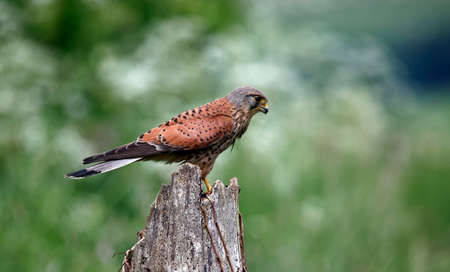 Male kestrel at a feeding site in Yorkshireの写真素材