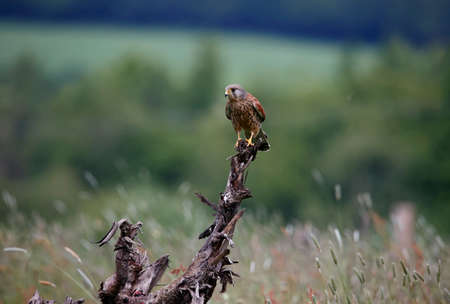 Male kestrel collecting food at a feeding stationの写真素材