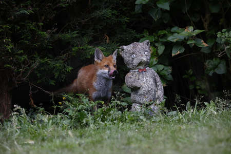 Urban fox cubs exploring the gardenの写真素材
