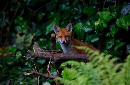 Urban fox cubs exploring the garden