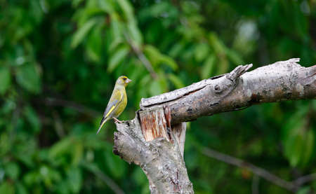 Greenfinches perched on a tree in the woodsの写真素材