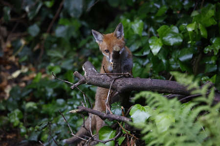 Urban fox cubs exploring the gardenの写真素材