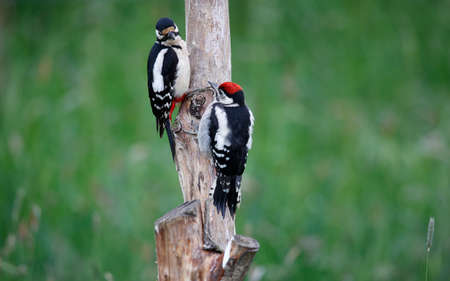 Female great spotted woodpecker feeding one of the juveniles.