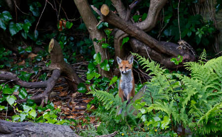 Urban fox cubs exploring the garden near their den