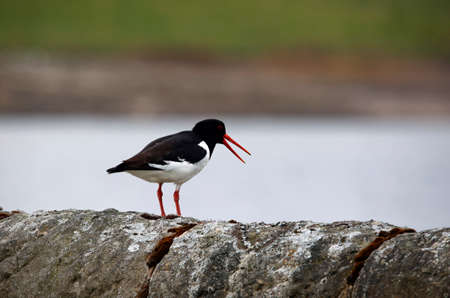 Oystercatchers on the Yorkshire moors