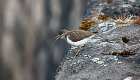 Common sandpiper on a dry stone wallの写真素材