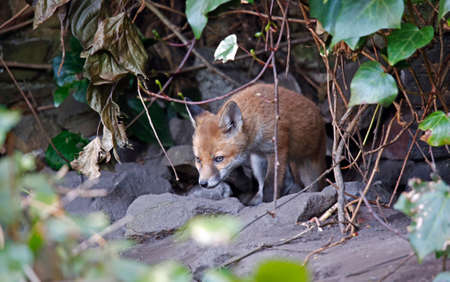 Urban fox cubs emerging from their den to explore the gardenの写真素材