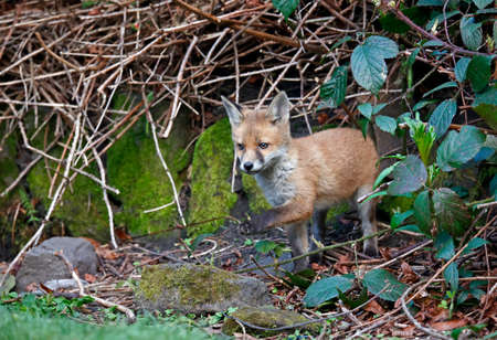 Urban fox cubs emerging from their den to explore the gardenの写真素材
