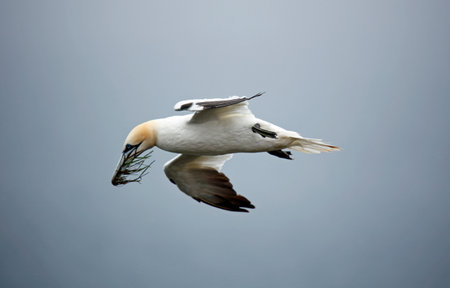 Northern gannets on the cliffsの写真素材