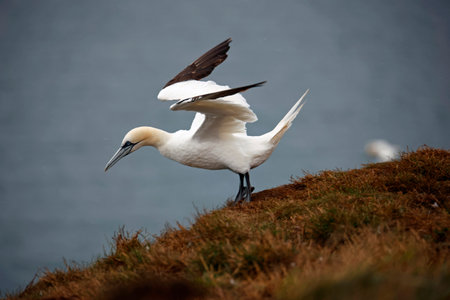 Northern gannets on the cliffsの写真素材