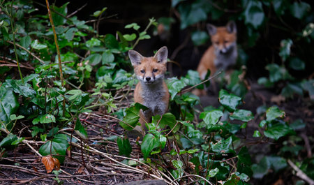 Fox cubs playing in the gardenの写真素材