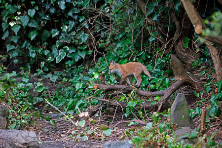 Fox cubs playing in the garden