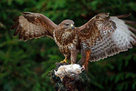Female buzzard at a woodland feeding site