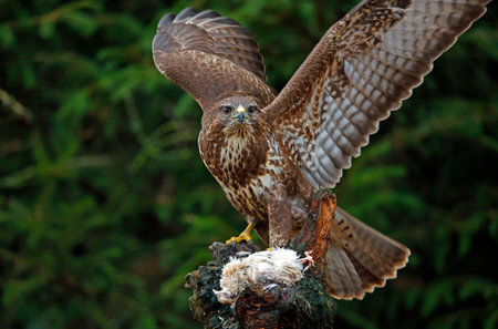Female buzzard at a woodland feeding site