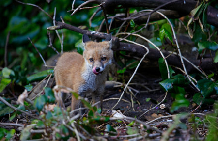 Fox cubs exploring the garden