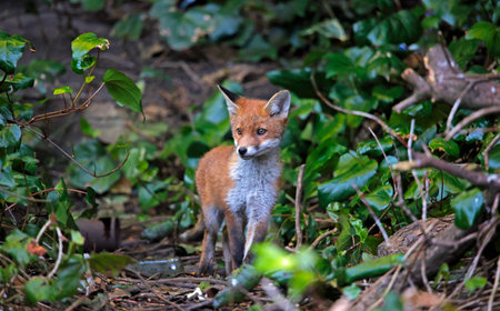 Fox cubs exploring the garden