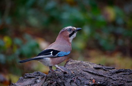 Eurasian jay collecting food