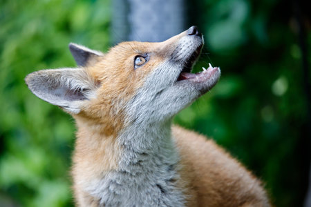 Urban fox cub in the gardenの写真素材