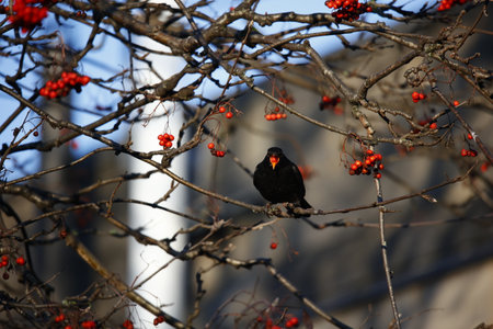 Blackbirds eating winter berriesの写真素材