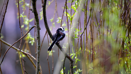 Long tailed tit nest buildingの写真素材