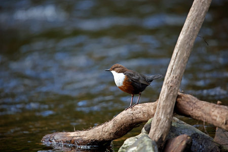 Dippers on the riverの写真素材