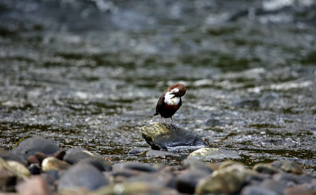 Dippers on the riverの写真素材