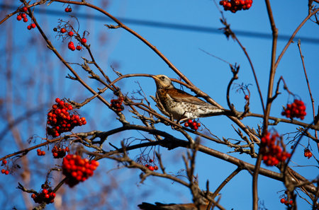 Fieldfare feeding on rowan berriesの写真素材