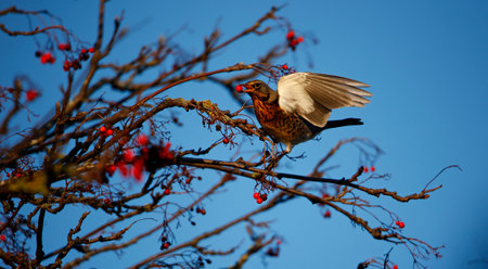 Fieldfare feeding on rowan berriesの写真素材