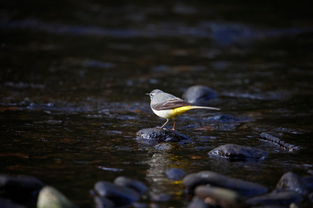 Grey wagtail on the riverbankの写真素材