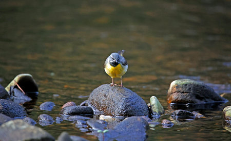 Grey wagtail on the riverbankの写真素材
