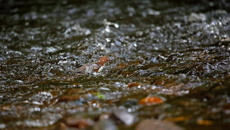 Dipper on the river