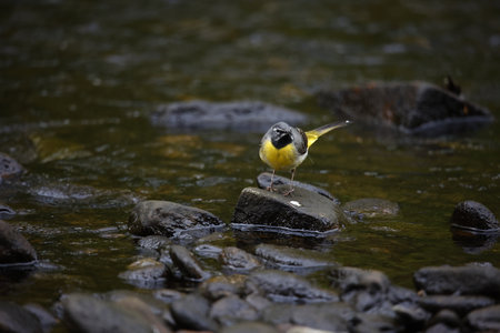 Grey wagtail on the riverの写真素材