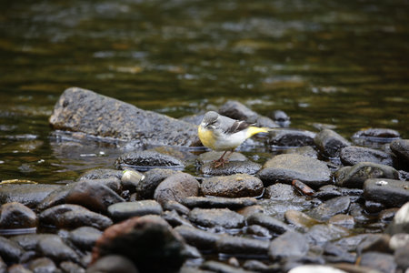 Grey wagtail on the riverの写真素材