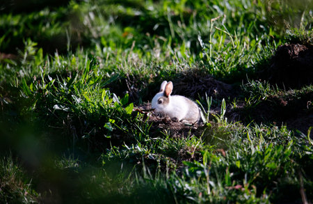 Distinctive wild rabbit outside its warren